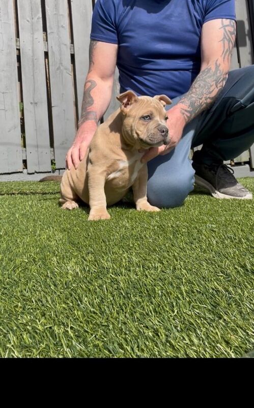 Pocket bully puppy - Image 2 of 6