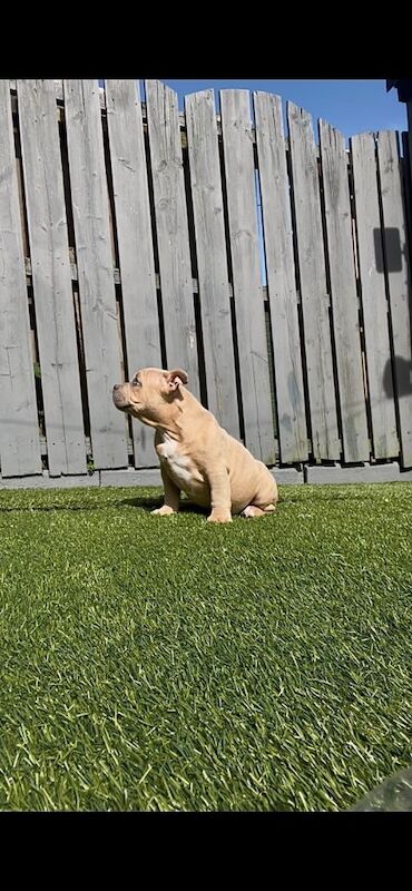 Pocket bully puppy - Image 3 of 6