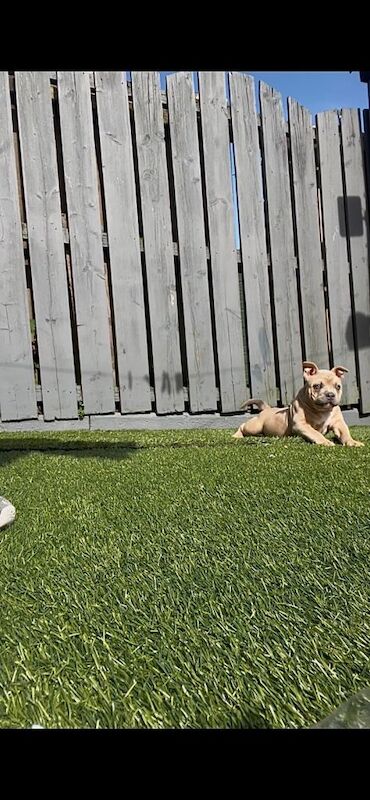 Pocket bully puppy - Image 4 of 6