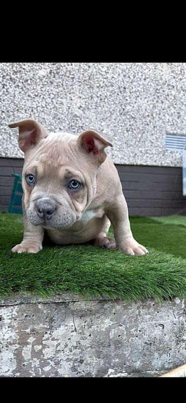 Pocket bully puppy - Image 5 of 6