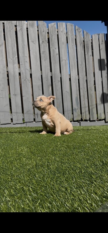 Pocket bully puppy - Image 6 of 6