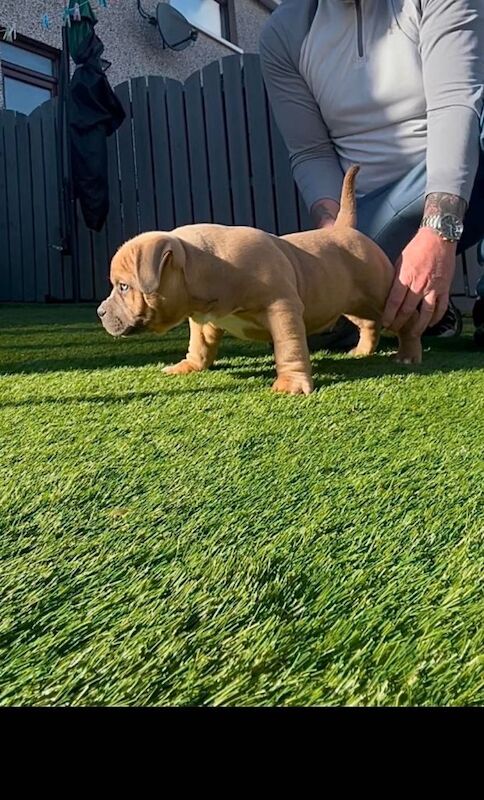 Pocket bully puppy