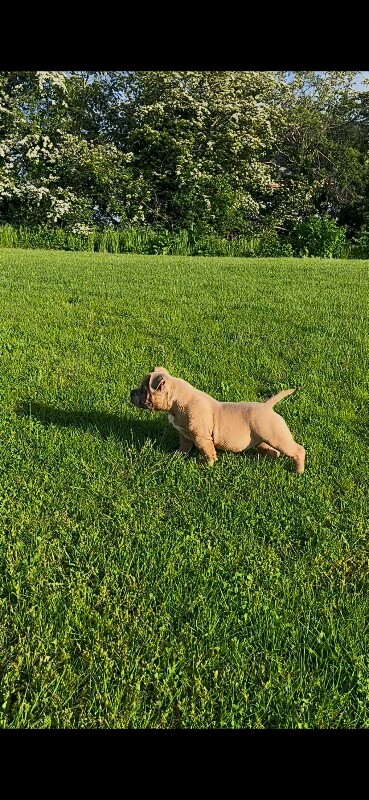 Pocket bully puppy - Image 2 of 3