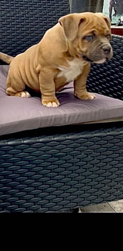 Pocket bully puppy - Image 3 of 3