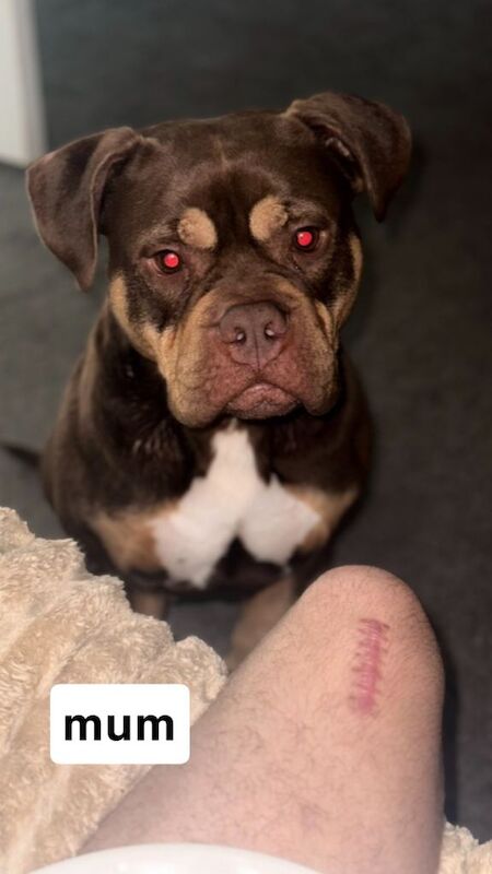 American Bully Puppies For Sale