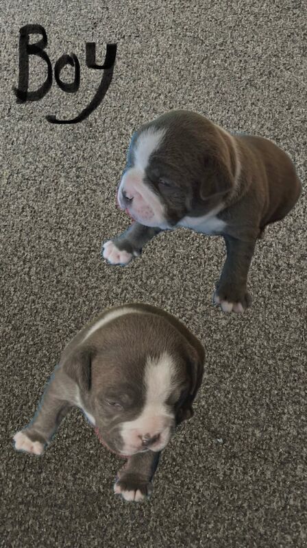 American Bulldog puppies for sale in Newark, Cambridgeshire – 1 year old - Image 2 of 3