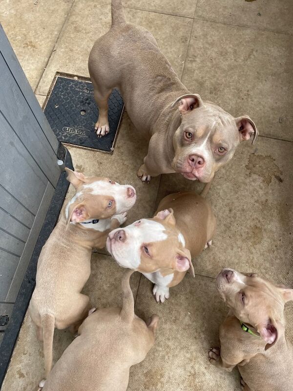 American Bulldog puppies for sale in Manchester – 1 year old - Image 2 of 3