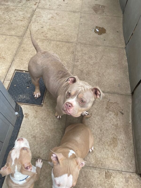 American Bulldog puppies for sale in Manchester – 1 year old - Image 3 of 3