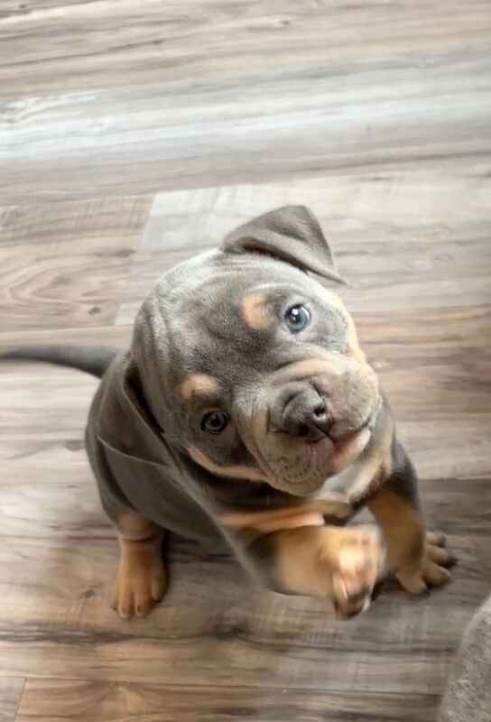 Pocket bully pups for sale in Prestwich, Greater Manchester