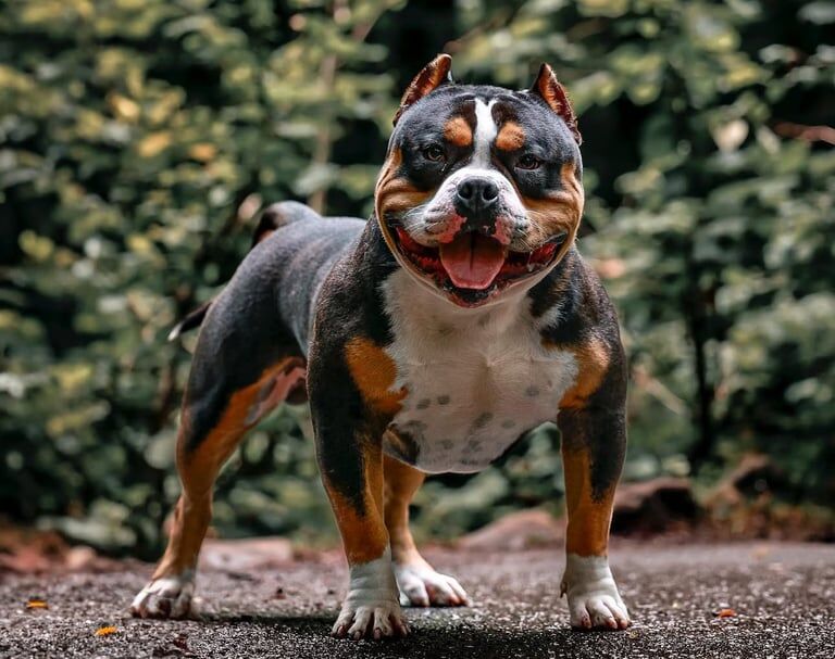 Pocket Bully Pups for sale in Dunmurry, County Antrim | Image 2