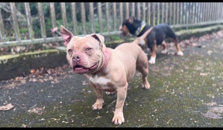 Pocket Bully Pups for sale in Dunmurry, County Antrim | Image 3