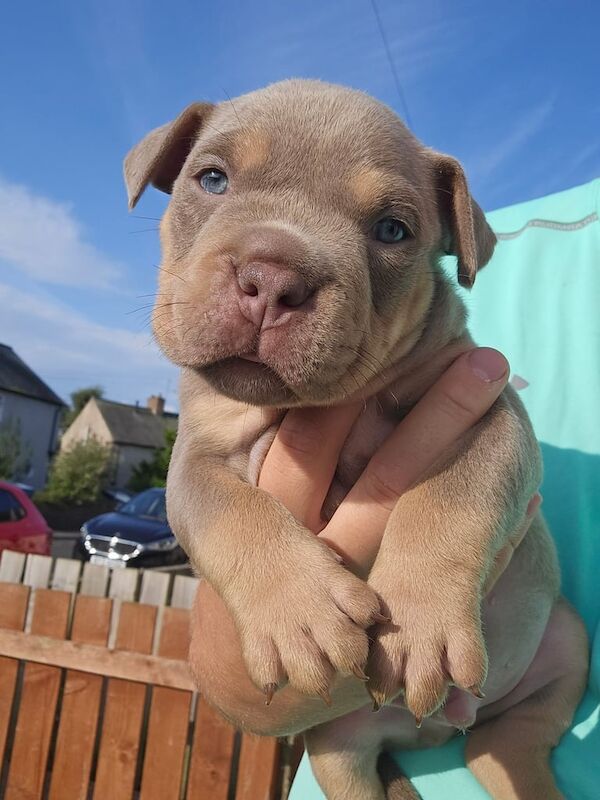 American Bulldog puppies for sale in Maryport, Cumbria – KC registered, 5 weeks old