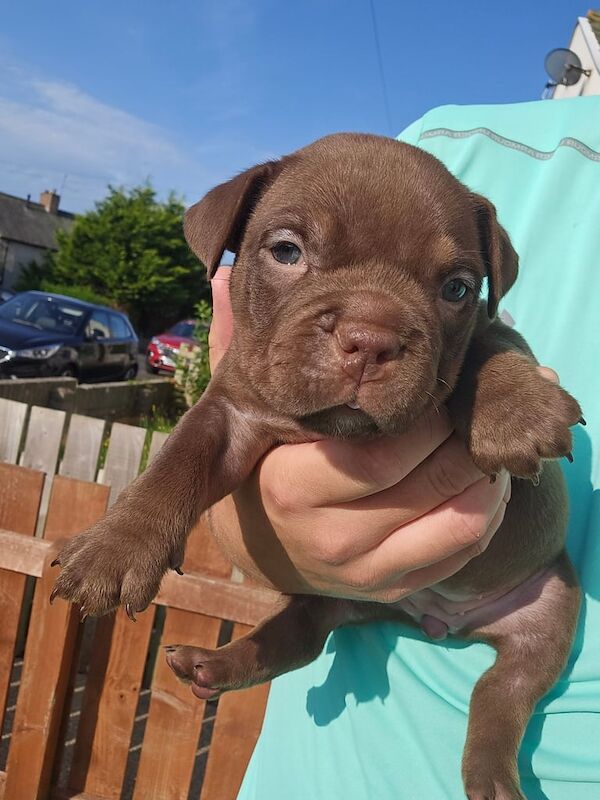 American Bulldog puppies for sale in Maryport, Cumbria – KC registered, 5 weeks old - Image 2 of 3