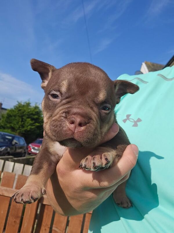 American Bulldog puppies for sale in Maryport, Cumbria – KC registered, 5 weeks old - Image 3 of 3