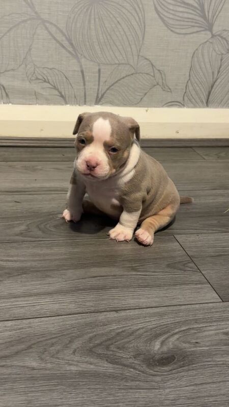 Pocket bully pups - Image 2 of 4