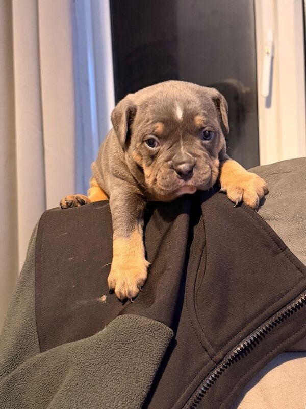 Pocket bully pups - Image 3 of 4