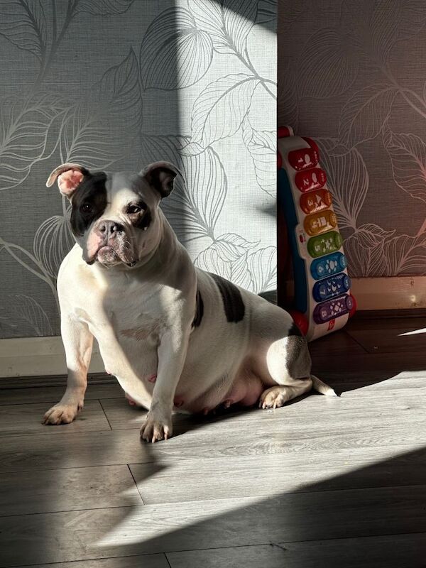 Pocket bully pups - Image 4 of 4