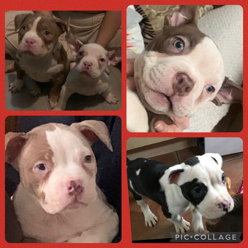 American Bulldog puppies for sale in Leicester, Leicestershire – KC registered, 7 months old - Image 1 of 3