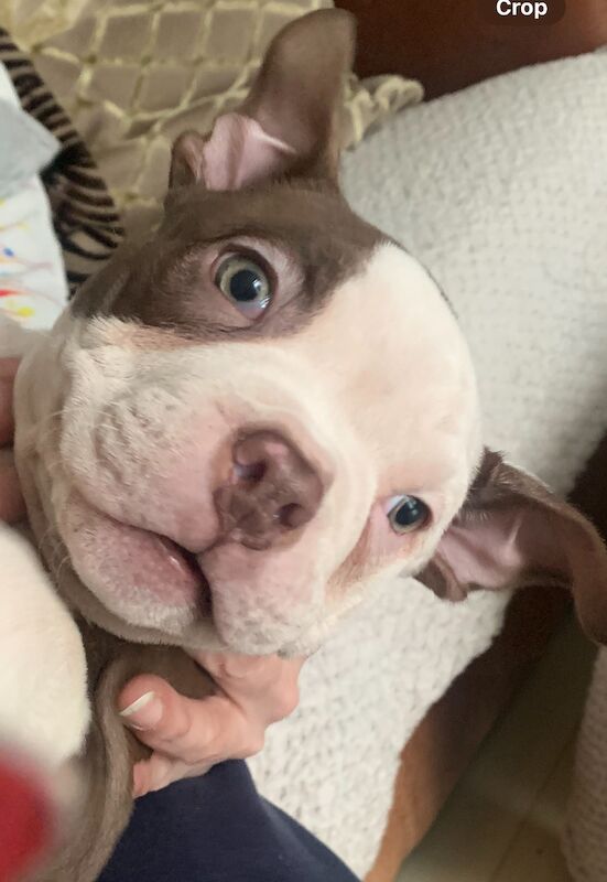 American Bulldog puppies for sale in Leicester, Leicestershire – KC registered, 7 months old - Image 3 of 3