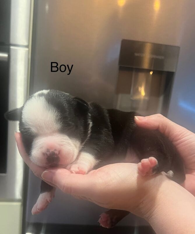 American Bulldog puppies for sale in Alloa, Clackmannan β 2 weeks old - Image 2 of 5