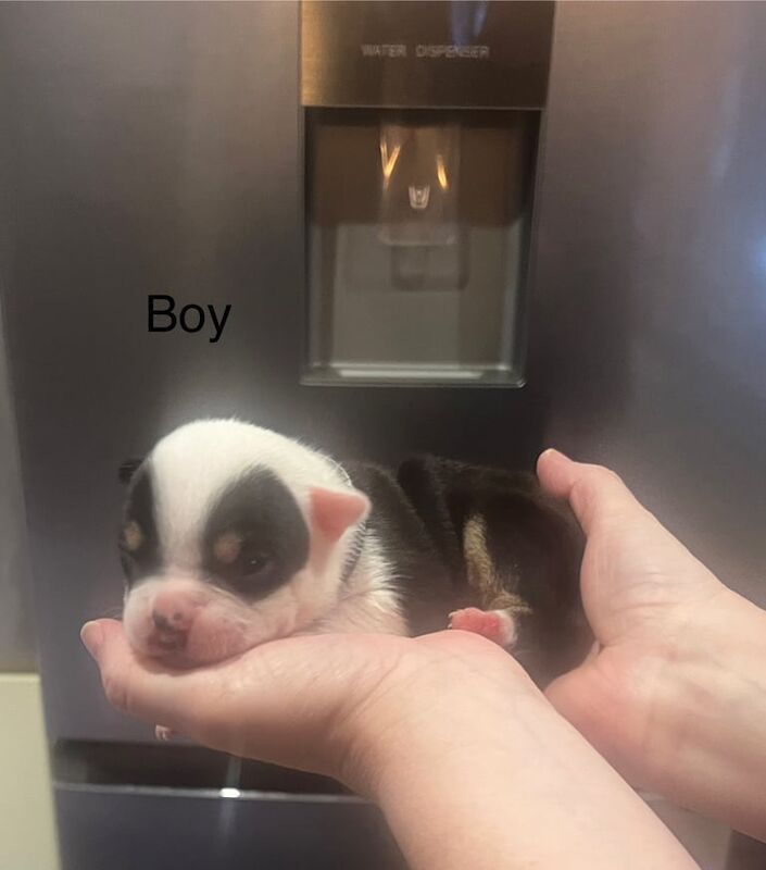 American Bulldog puppies for sale in Alloa, Clackmannan β 2 weeks old - Image 3 of 5