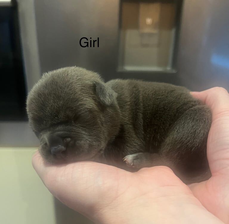 American Bulldog puppies for sale in Alloa, Clackmannan β 2 weeks old - Image 4 of 5