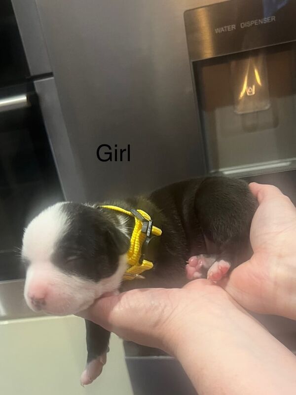 American Bulldog puppies for sale in Alloa, Clackmannan β 2 weeks old - Image 5 of 5