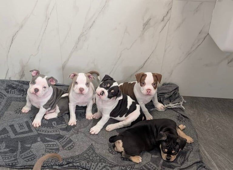 Pocket Bully Pups- READY FOR THEIR FOREVER HOME ♥️ for sale in Watford, Hertfordshire