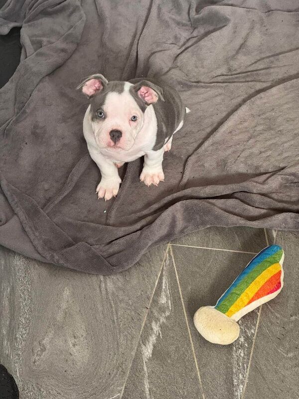 Pocket Bully Pups- READY FOR THEIR FOREVER HOME ♥️ for sale in Watford, Hertfordshire - Image 2
