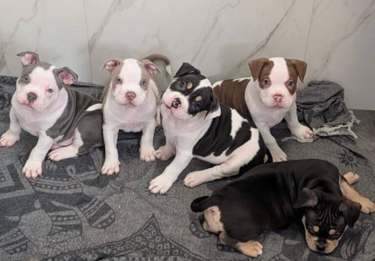 Pocket Bully Pups- READY FOR THEIR FOREVER HOME ♥️ for sale in Watford, Hertfordshire - Image 3