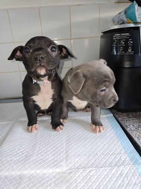 Pocket bully pups ready to leave - Image 2 of 4