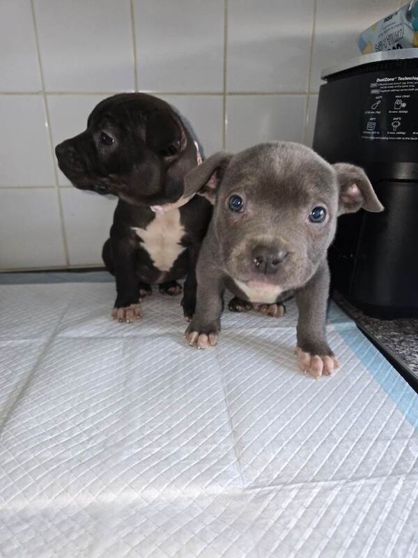 Pocket bully pups ready to leave - Image 3 of 4