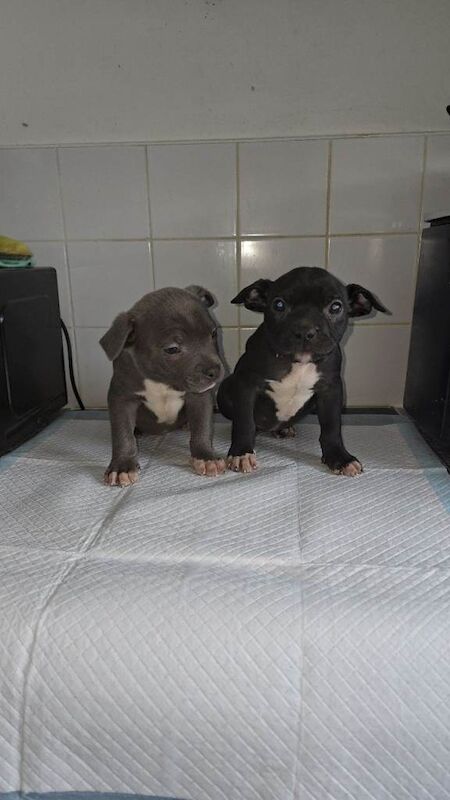 Pocket bully pups ready to leave - Image 4 of 4