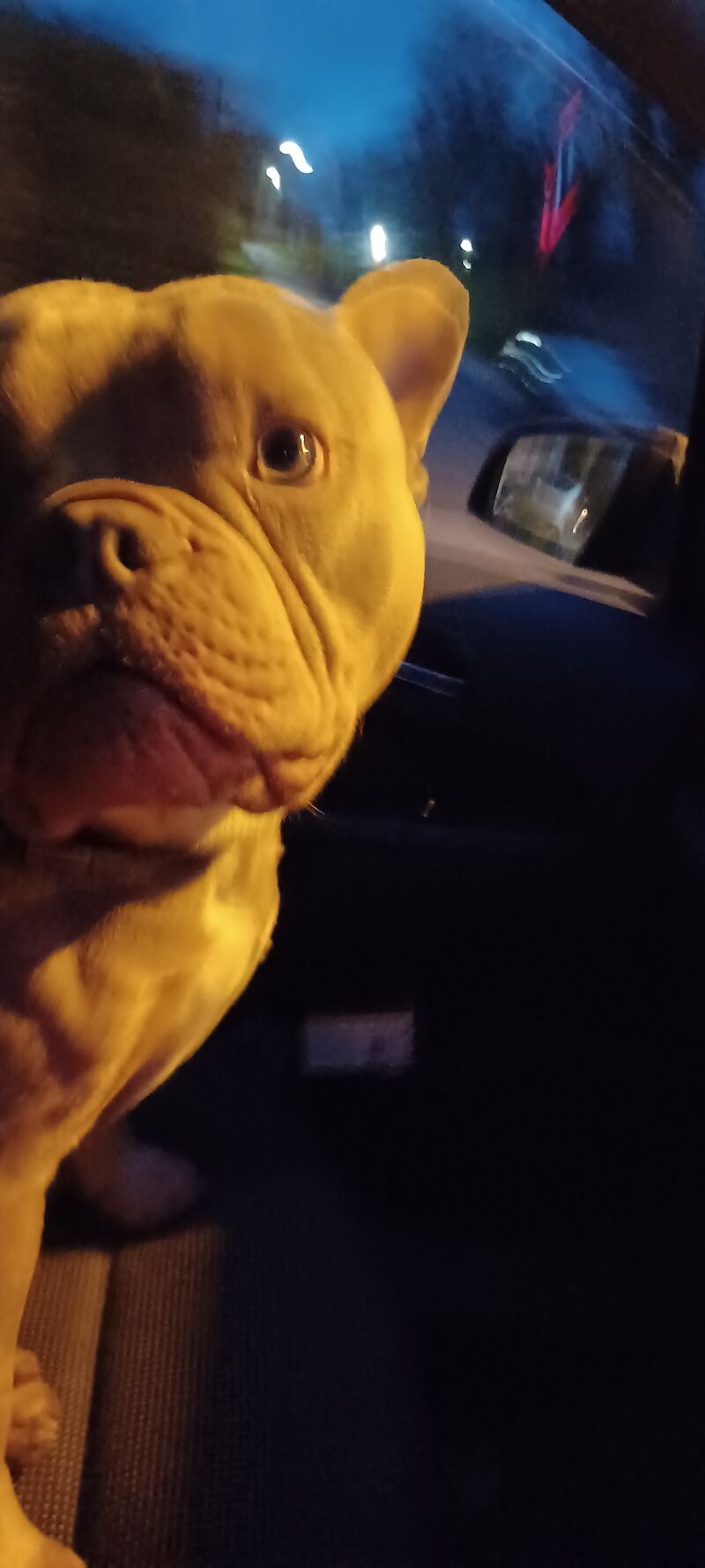 Pocket Bully Rehome American Bulldog Puppies For Sale in Swadlincote