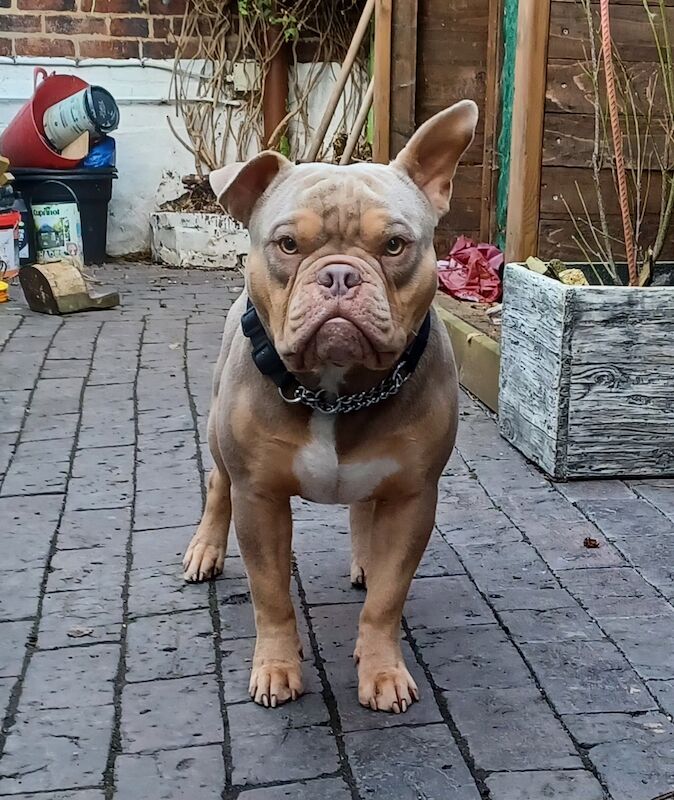 Pocket Bully Rehome American Bulldog Puppies For Sale in Swadlincote