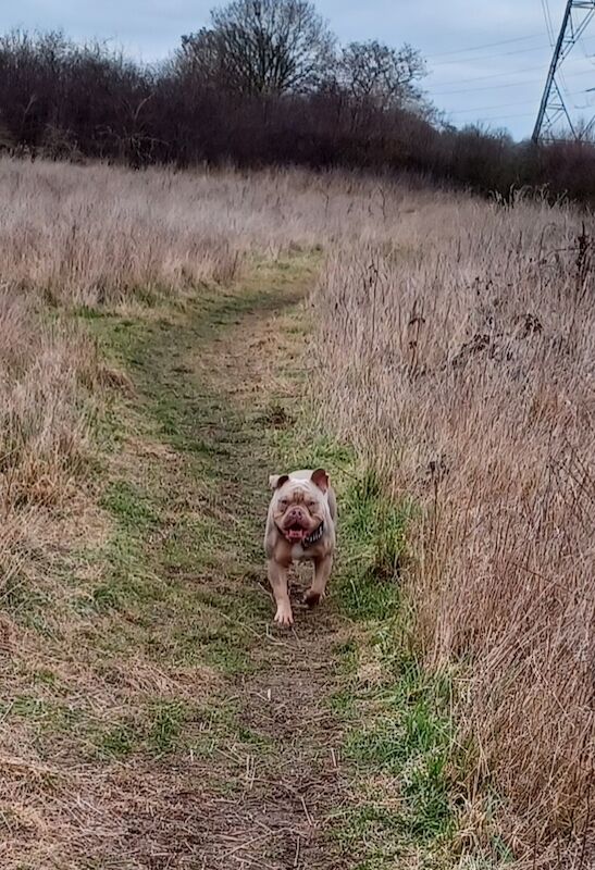 Pocket Bully Rehome American Bulldog Puppies For Sale in Swadlincote