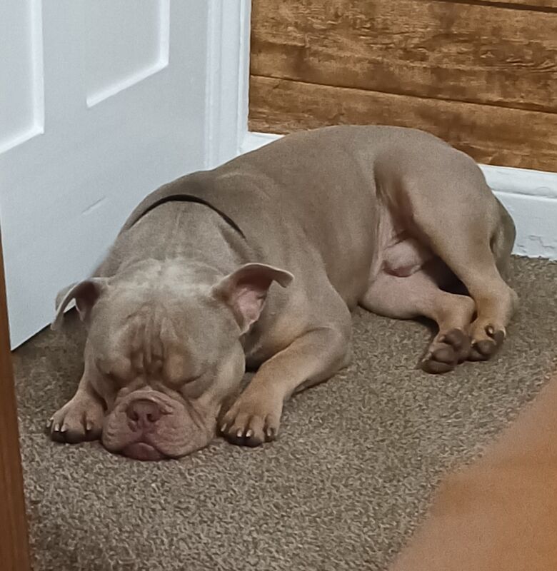 Pocket Bully Rehome American Bulldog Puppies For Sale in Swadlincote