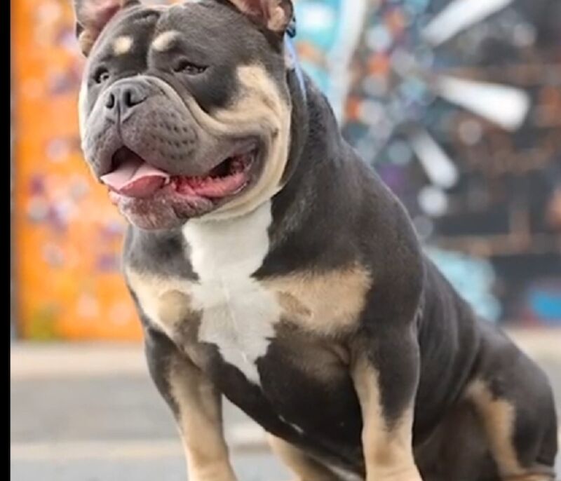 pocket bully stud - Image 2 of 3