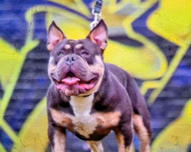 pocket bully stud - Image 3 of 3