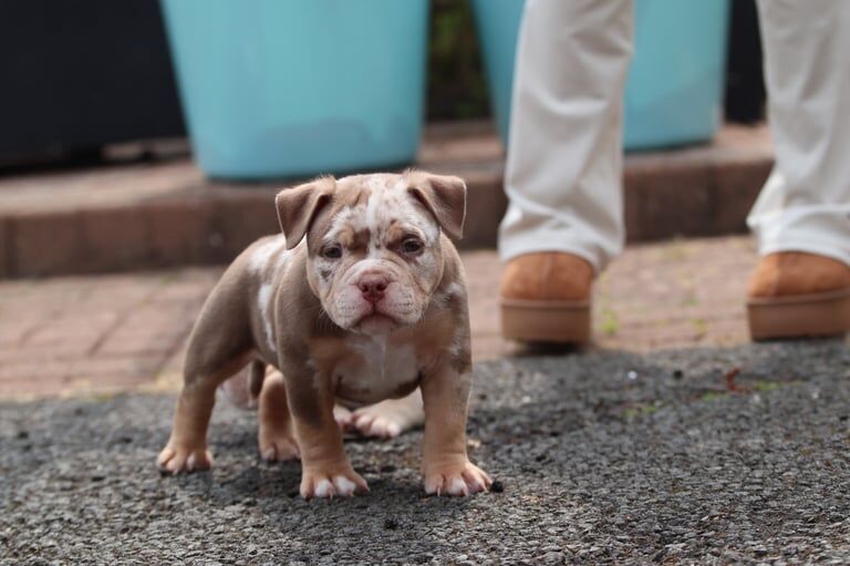 American Bulldog puppies for sale in Earl Shilton, Leicestershire – KC registered, 10 weeks old