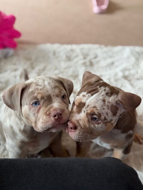 American Bulldog puppies for sale in Earl Shilton, Leicestershire – KC registered, 10 weeks old - Image 2 of 3