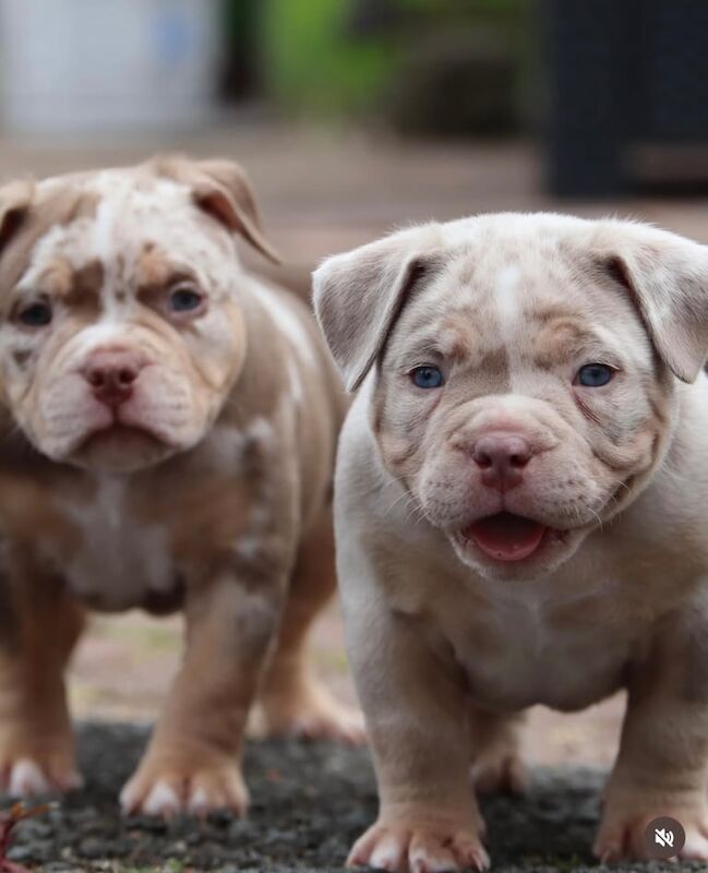 American Bulldog puppies for sale in Earl Shilton, Leicestershire – KC registered, 10 weeks old - Image 3 of 3