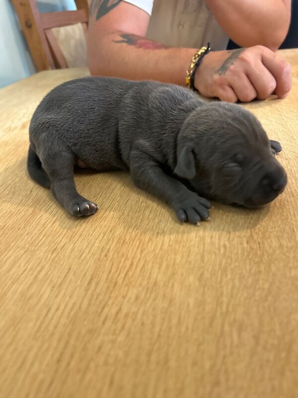 American Bulldog puppies for sale in Milford Haven / Aberdaugleddau, Dyfed – 1 week old