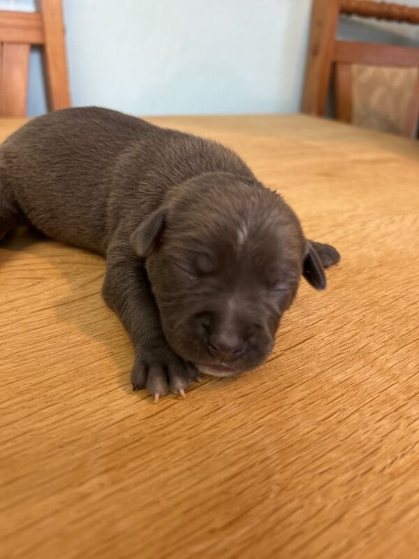 American Bulldog puppies for sale in Milford Haven / Aberdaugleddau, Dyfed – 1 week old - Image 2 of 3
