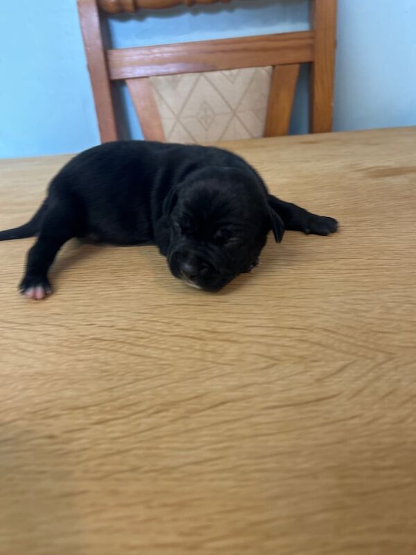 American Bulldog puppies for sale in Milford Haven / Aberdaugleddau, Dyfed – 1 week old - Image 3 of 3
