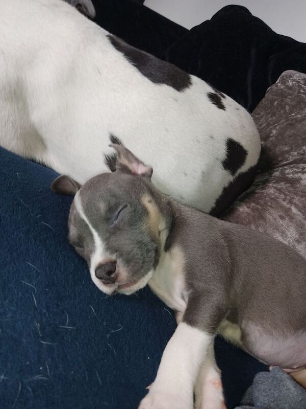 American Bulldog puppies for sale in Kirkdale, Merseyside – 7 weeks old