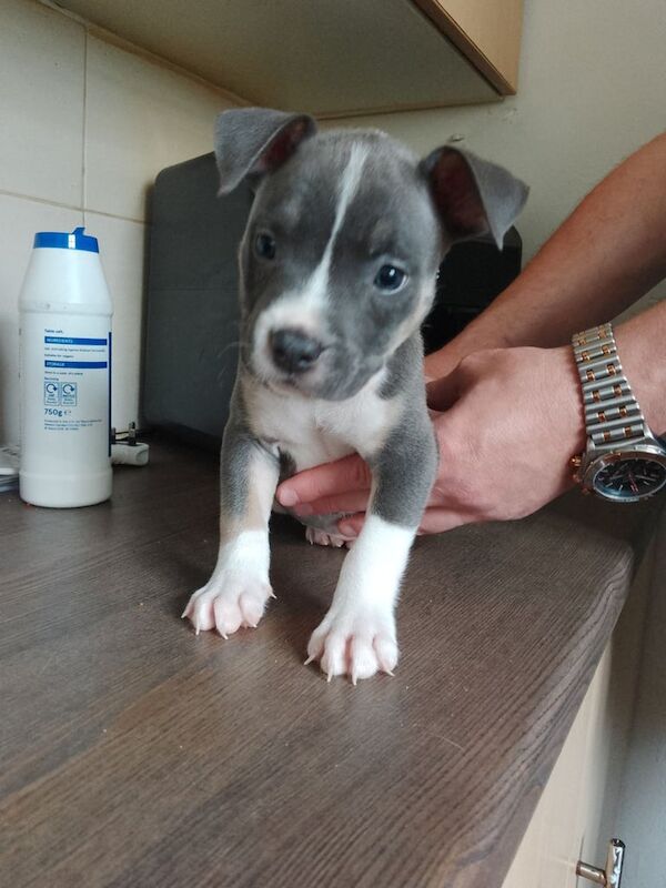 American Bulldog puppies for sale in Kirkdale, Merseyside – 7 weeks old - Image 2 of 3