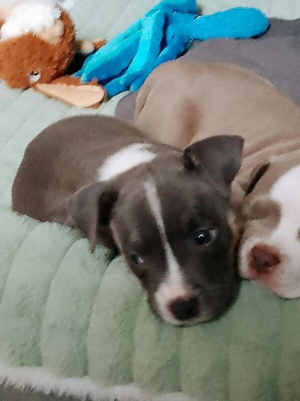 American Bulldog puppies for sale in Kirkdale, Merseyside – 7 weeks old - Image 3 of 3