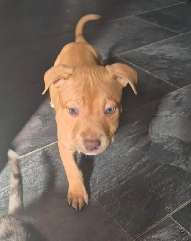 American Bulldog puppies for sale in Washington, Tyne and Wear β 11 weeks old