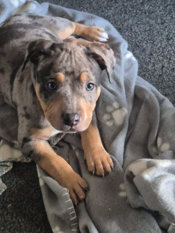 Pocket bully x staffy for sale in Washington, Tyne and Wear
